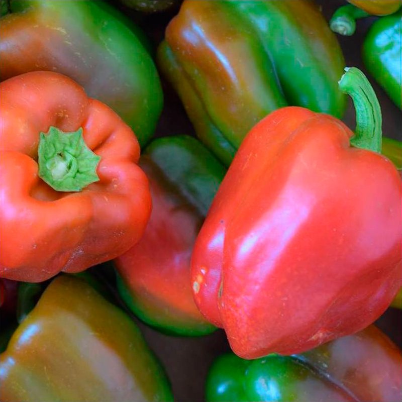 Semillas Pimiento Quadrato D ́asti Rojo Ecológicas