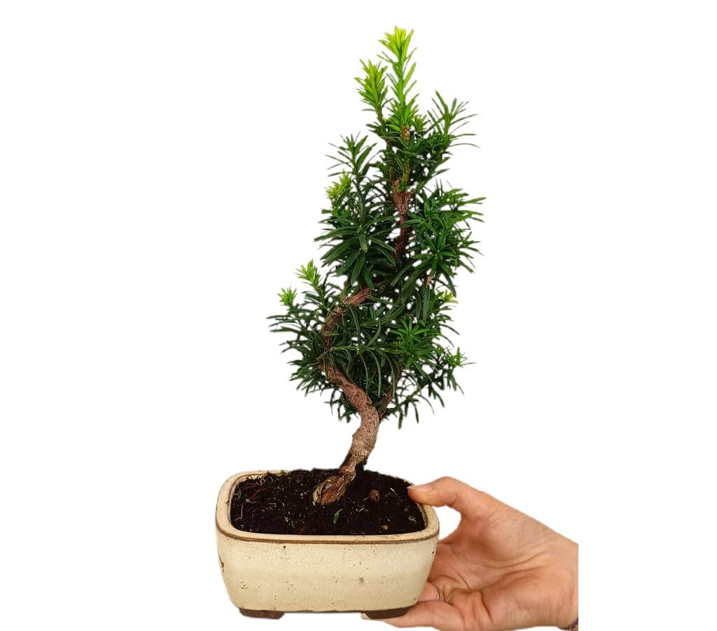 Bonsái Taxus 7 Años (tejo Común)_1