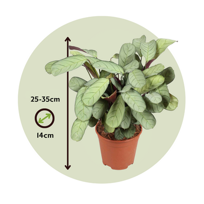 Planta De Oración - Ctenanthe Burle-marxii 'amagris' - Altura 25-35cm - ⌀14cm_2