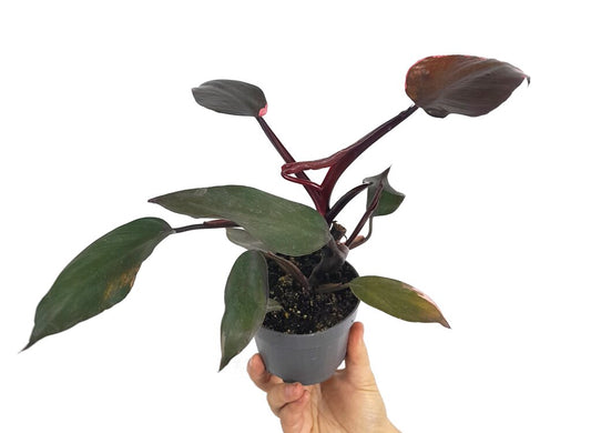 Philodendron Pink Princess M10 20cm_0