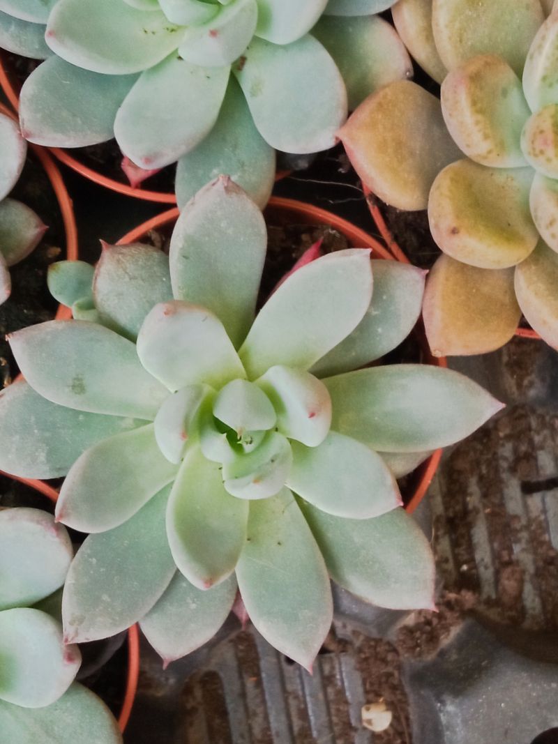 Suculentas Y Cactus Variedad #29 Planta Sin Id_0