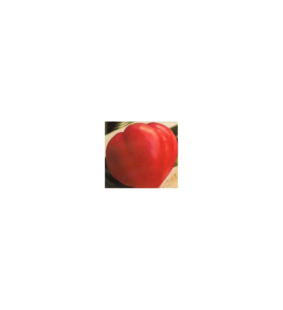 Plantón Tomate Mata-corazón De Buey (10 Unidades)_2