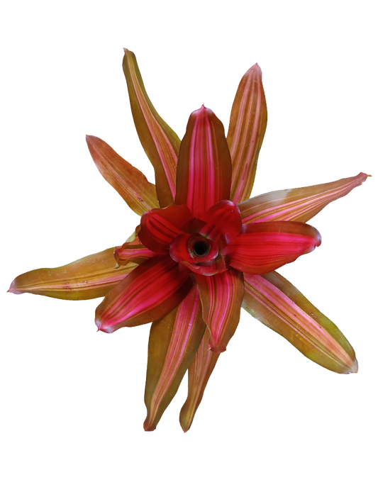 Neoregelia Vulcano Planta Natural Bromelia Ø12_0