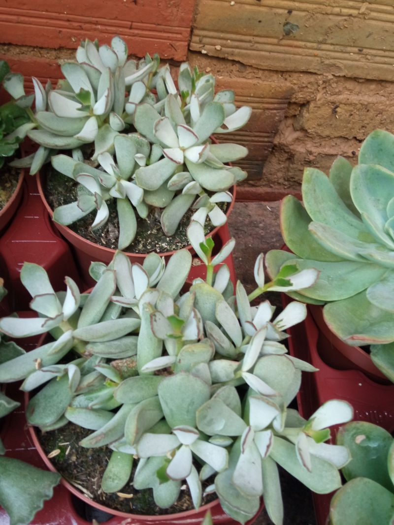 Cotyledon Sp Gris Grande Ø13 Planta Suculenta_0