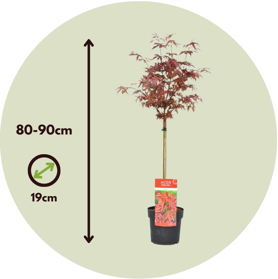 Arce Japonés - Acer Palmatum 'shaina' - Altura 80-90cm - ⌀19cm_2