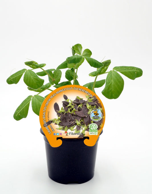 Plantón Guisante Tirabeque Púrpura En Maceta 10,5 Cm. Natural - Fitoralia_0