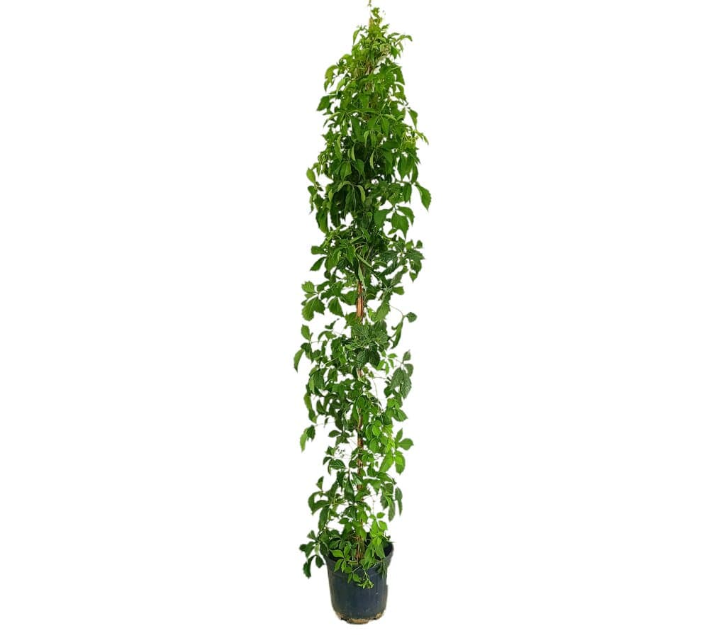 Parthenocissus Veitchii M21 160-180cm_0
