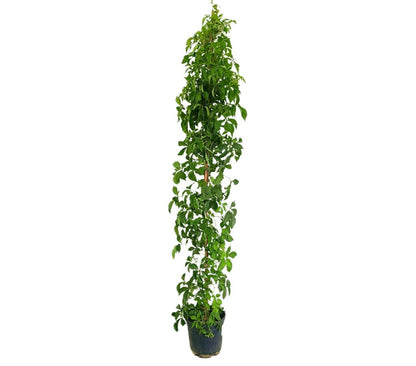 Parthenocissus Veitchii M21 160-180cm_0
