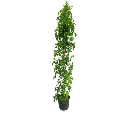 Parthenocissus Veitchii M21 160-180cm_0