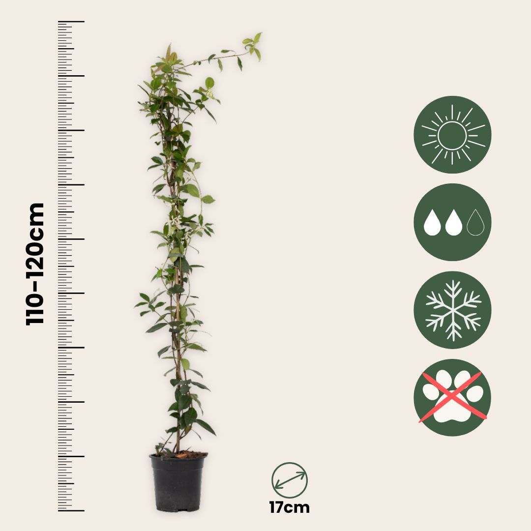 Jazmín Estrellado - 8 Pzs - Trachelospermum Jasminoides - A110-120cm - ⌀17cm_2