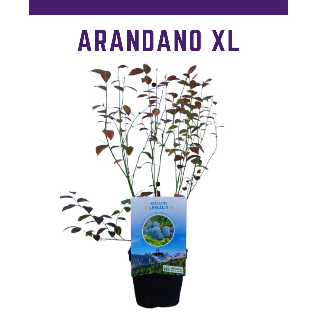 Planta de Arándano XL - Cosecha Inmediata_0