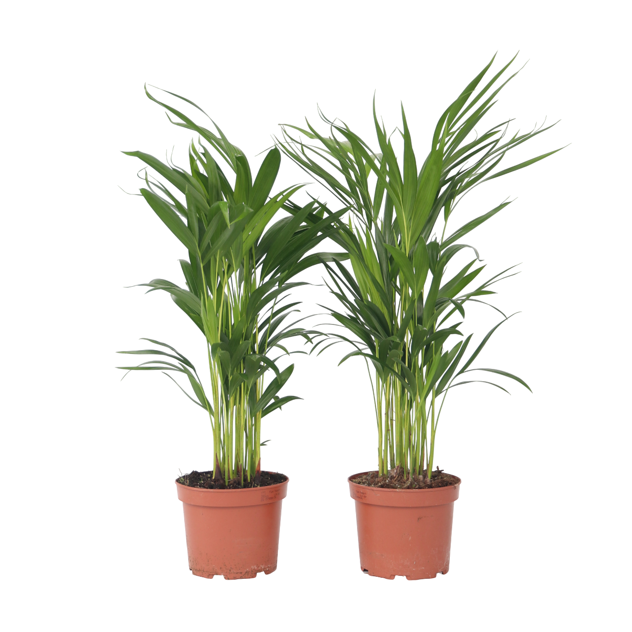 Palma Areca - 4 Pzs - Dypsis Lutescens - Altura 60-70cm - ⌀17cm_0