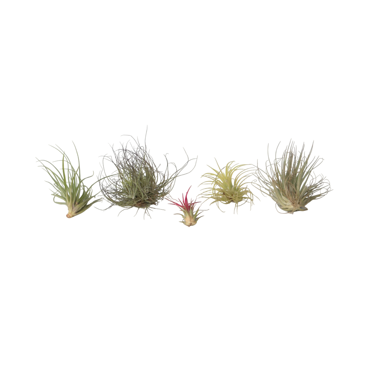 Claveles De Aire - 6 Pzs - Tillandsia - Altura 5-15cm - ⌀5cm_0