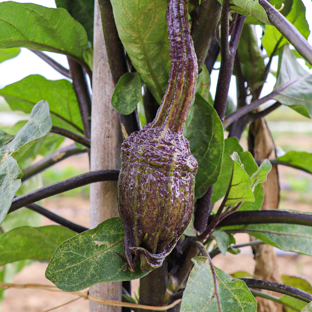 Plantón Berenjena De Almagro 6 Unidades - Plantabo_1