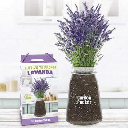 Kit de cultivo interior de lavanda