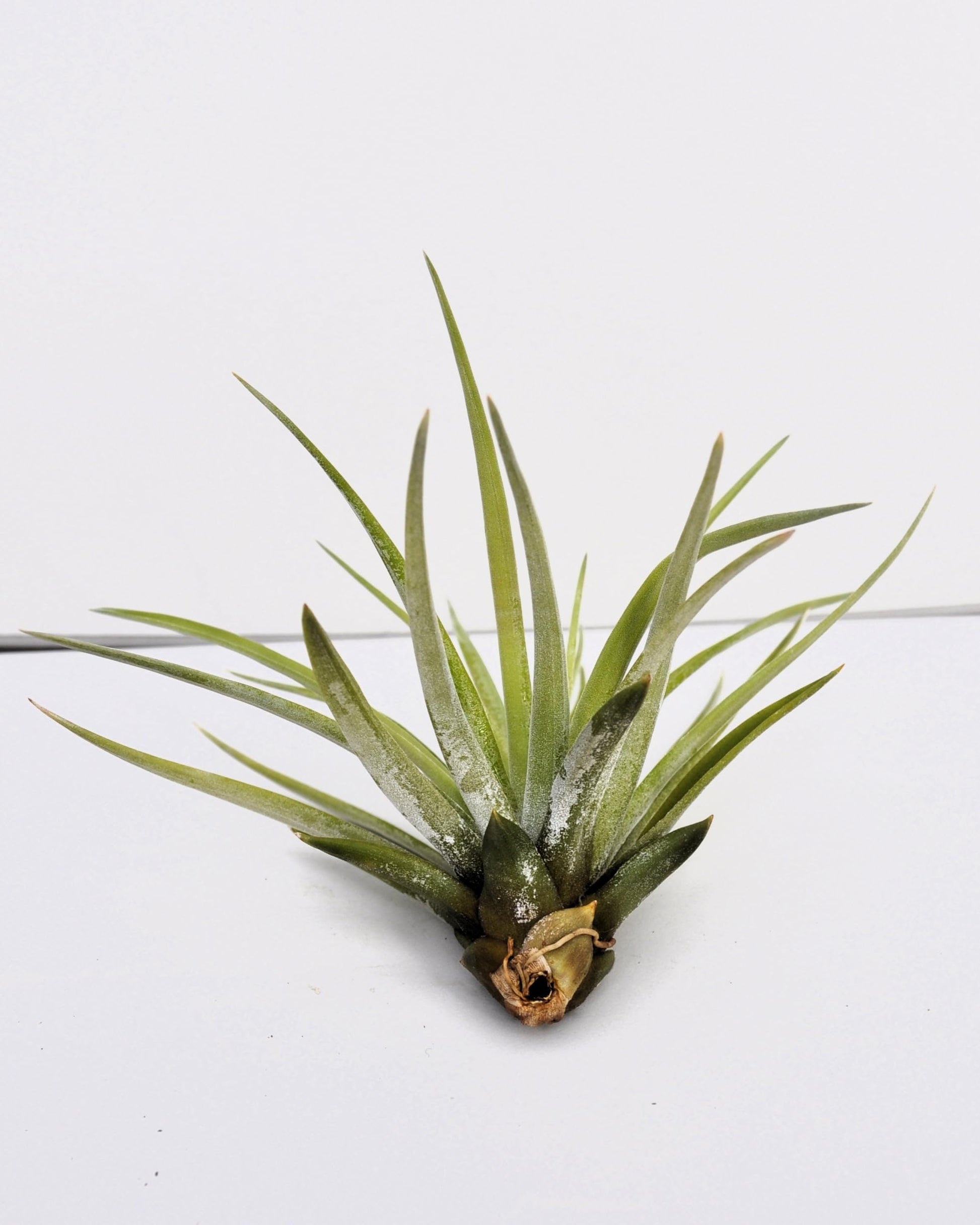 Tillandsia velutina; planta del aire, verde y gris aterciopelado; Curiosarium; altura 15 cm, diámetro 15-20 cm_3