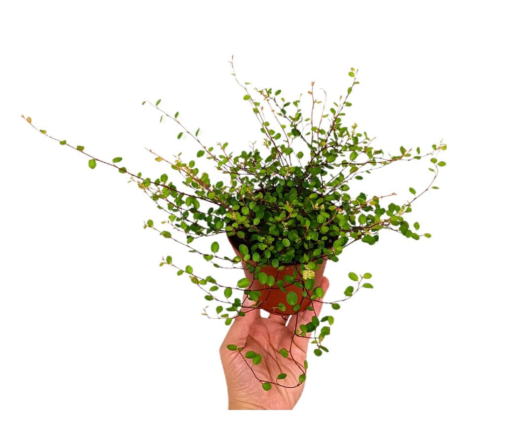 Muehlenbeckia Complexa Golden Girl M11_0