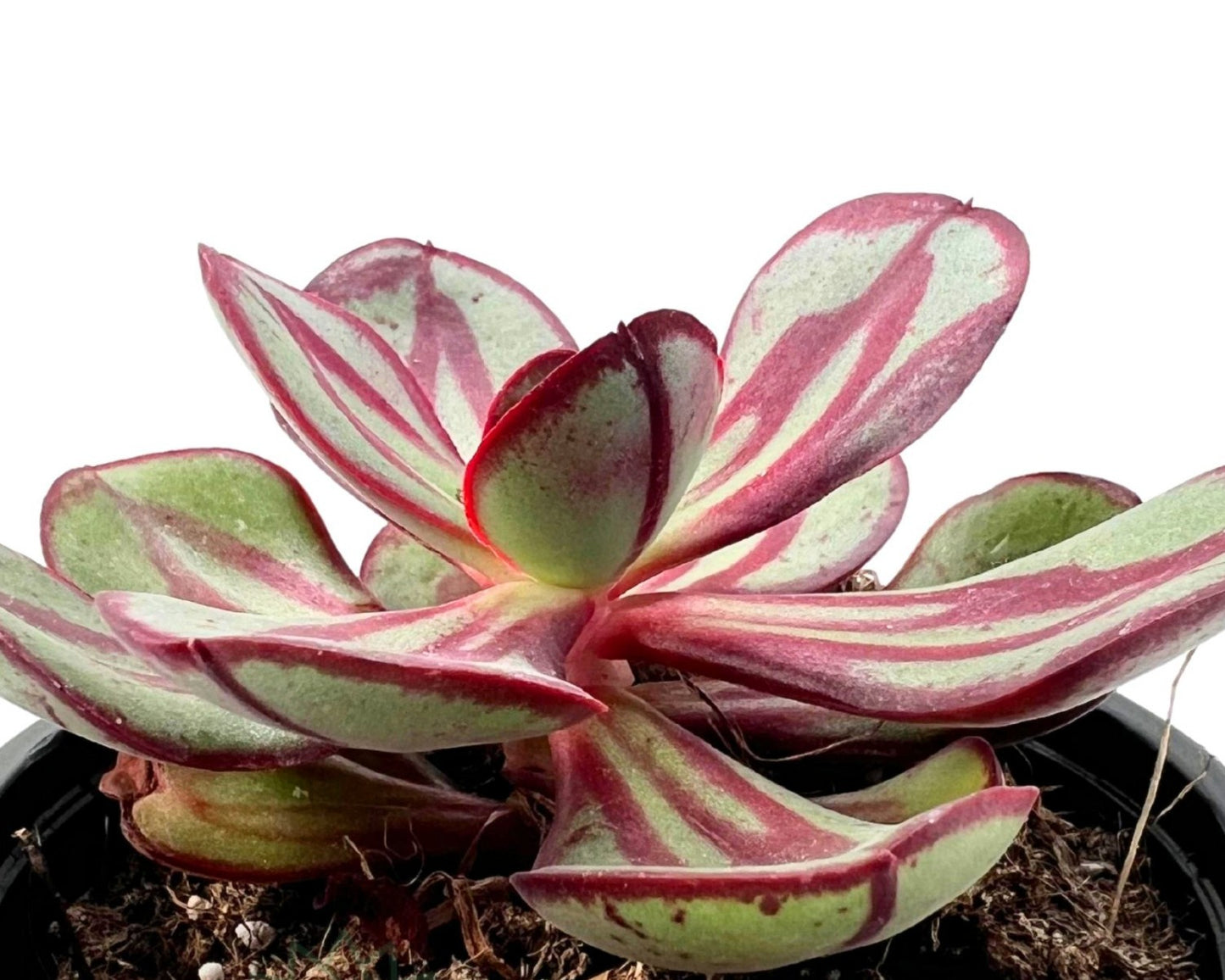 Echeveria Nodulosa (echeveria De Hojas Pintadas); Planta Suculenta; Curiosarium; Maceta 10,5 Cm_1