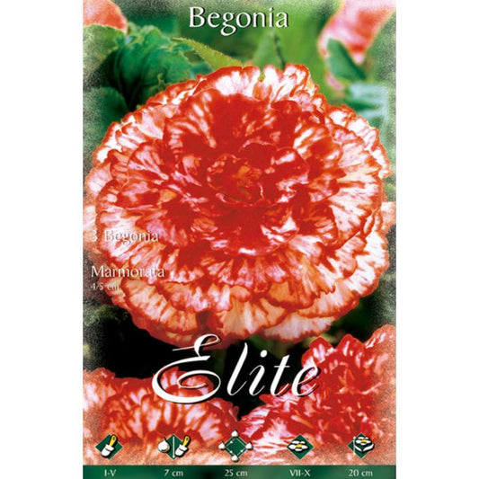 Bulbo Begonia Híbrida Marmorata 3 uds