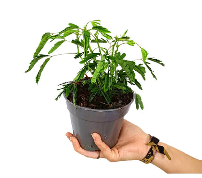 Mimosa Pudica M13 20cm (vergonzosa)_1