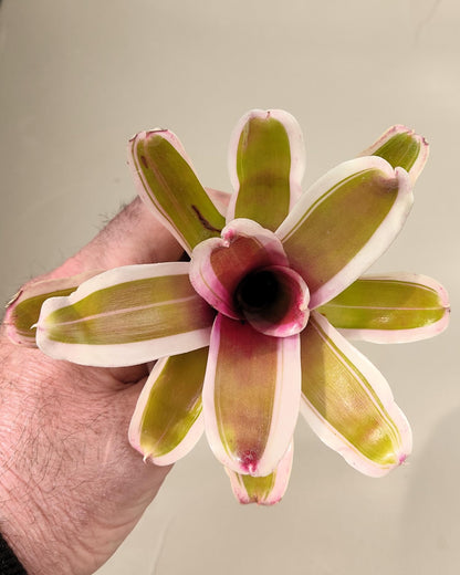 Neoregelia 'Pink'; bromelia rosa, bromelia tricolor; Curiosarium; altura 10 cm, diámetro 12 cm, sin sustrato_1