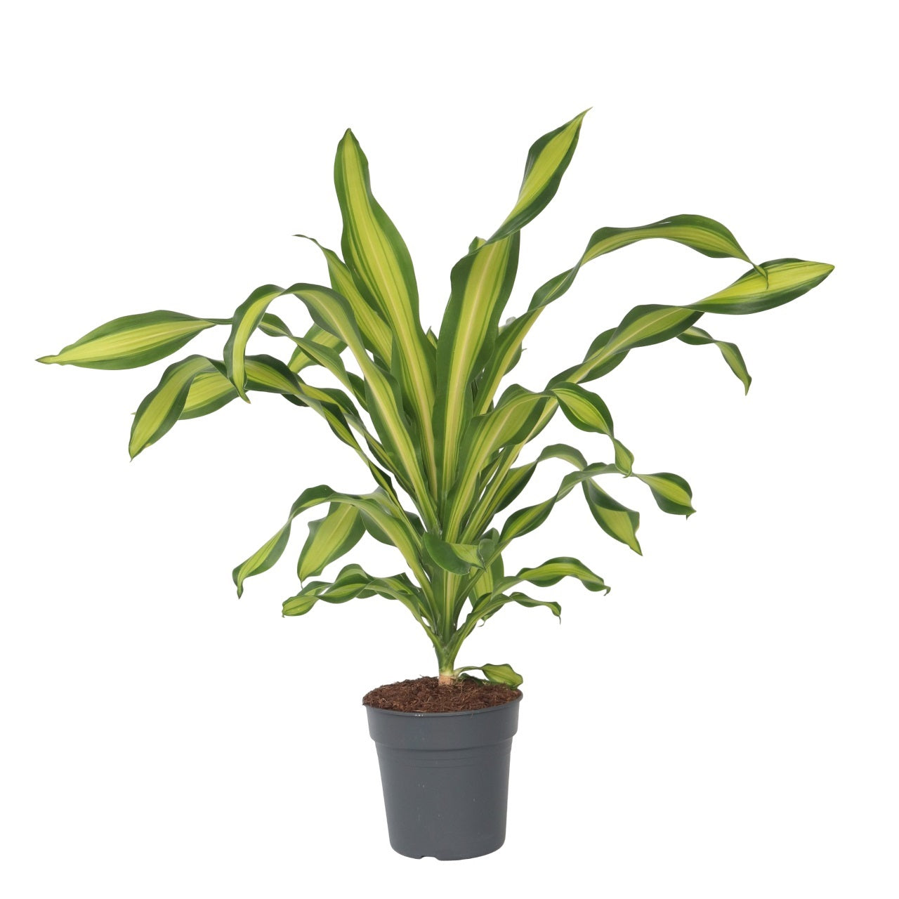 Drácena - Dracaena Fragrans 'charley' - Altura 100-110cm - ⌀24cm_0