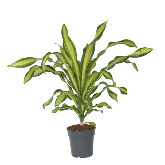 Drácena - Dracaena Fragrans 'charley' - Altura 100-110cm - ⌀24cm_0