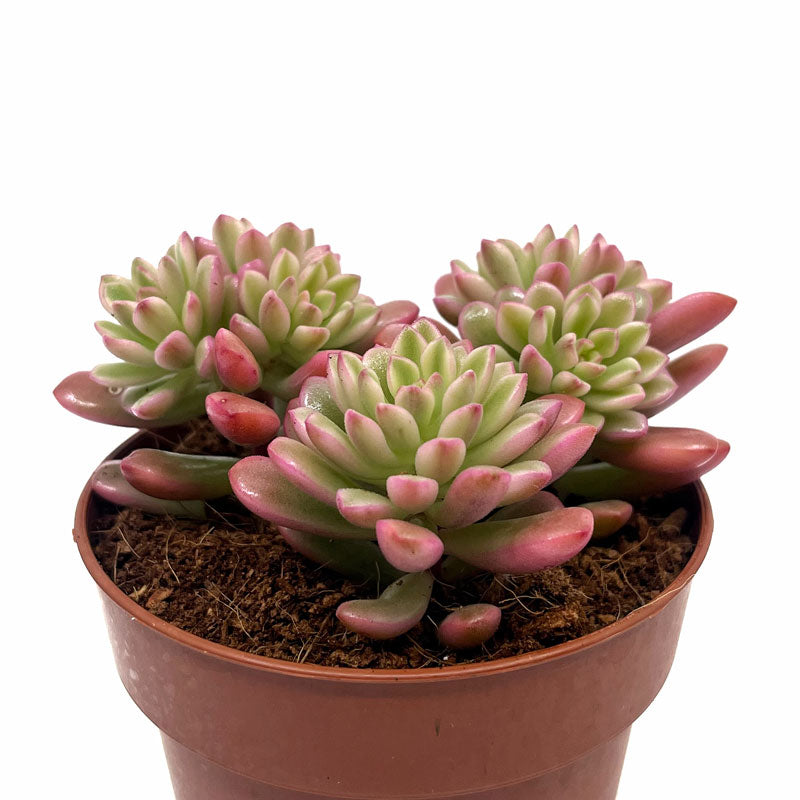 Sedum Joyce Tulloch Variegata Cactus Y Suculentas M8,5 cm Ø_0
