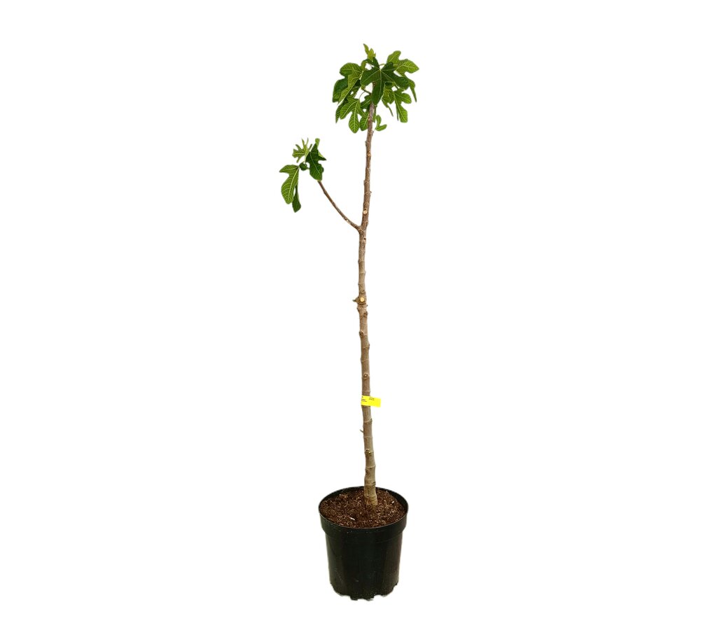 Higuera Brevera Black Mision M25 120-150cm_0