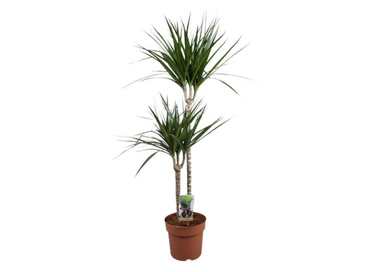 Dracena Marginata 2 Troncos 60-30 M19_0