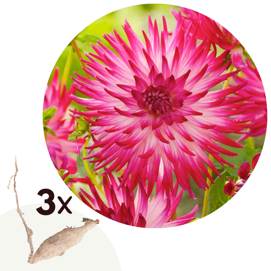 Tubérculos De Dalia - 3 Pzs - Dahlia 'dutch Explosion'_0