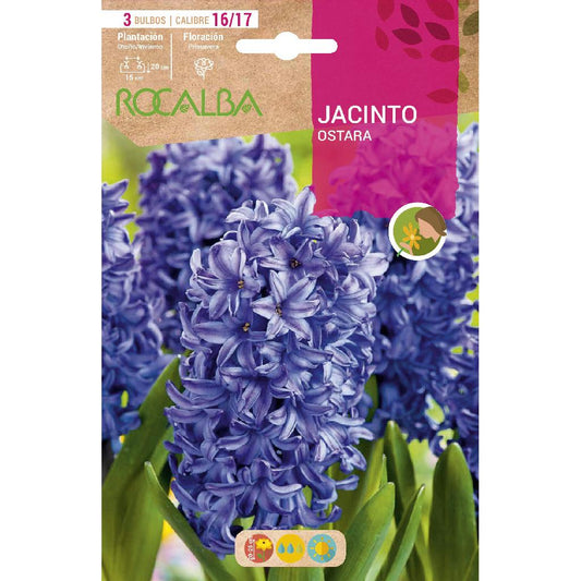 Bulbo de Jacinto Ostara Azul 3 peças Rocalba