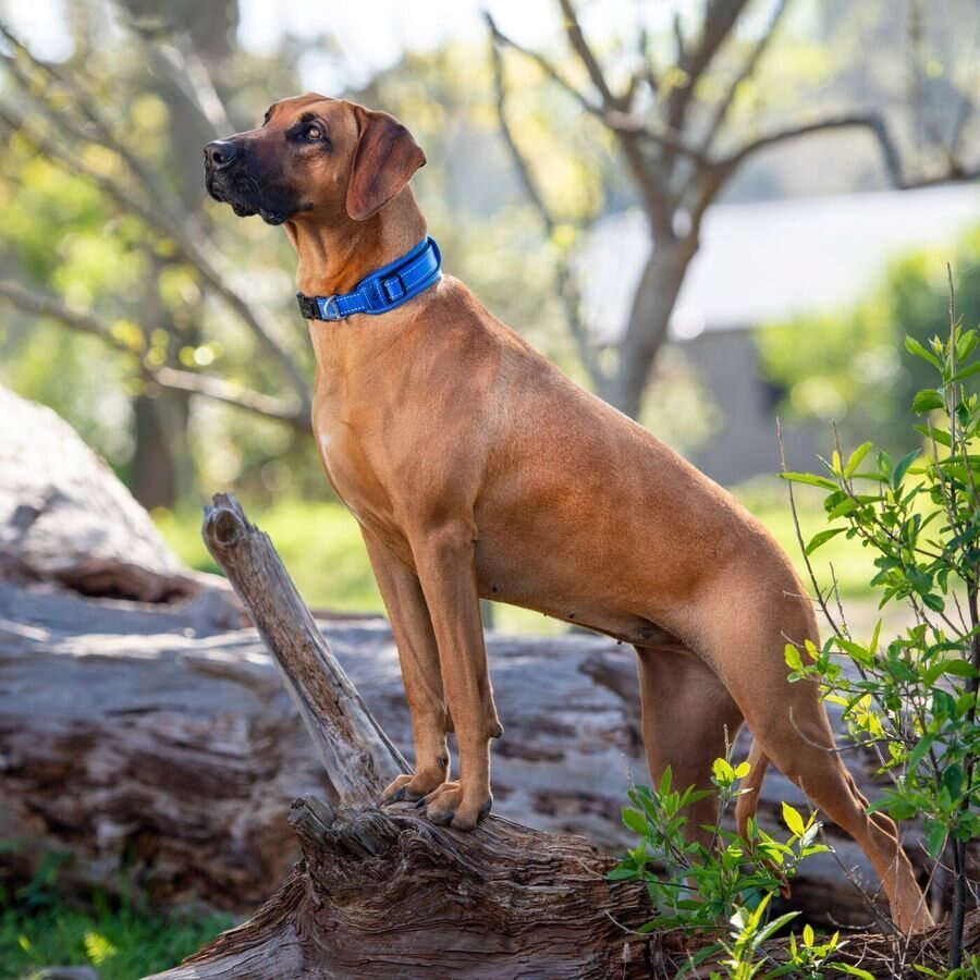 Collar Para Perro Grande, Modelo Padded De Rogz Azul. Talla Xxl (63-70kg)_1