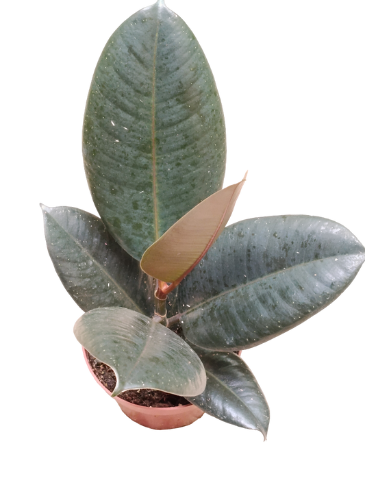 Ficus Abdijan Negro Planta Natural De Interior_0