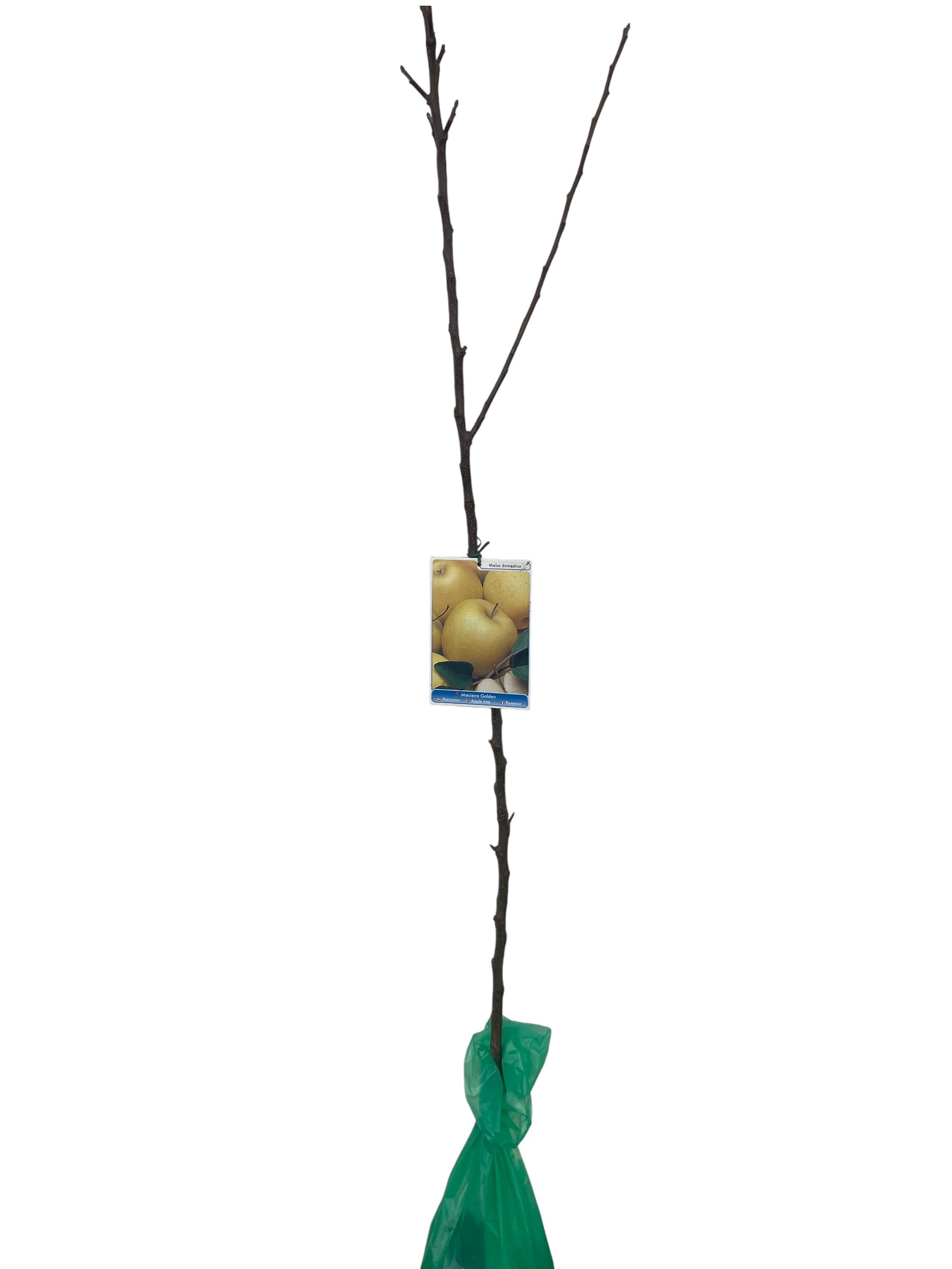 Frutal Manzano Golden Delicius Cepellón 140 CM_0