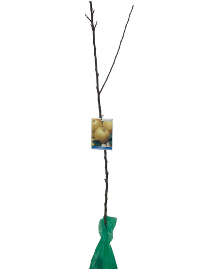 Frutal Manzano Golden Delicius Cepellón 140 CM_0