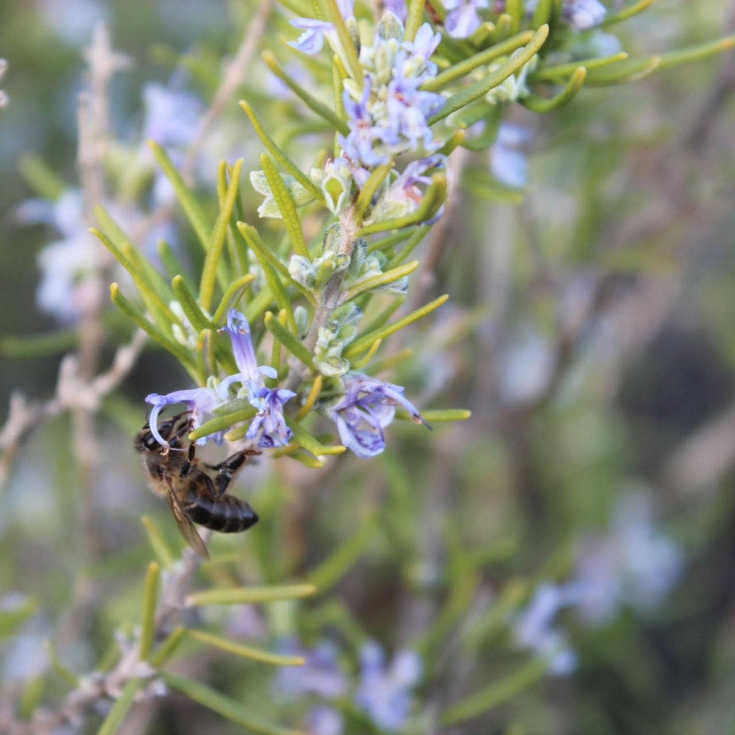 Mel de Alecrim Biológico, Bona Mel 900 g