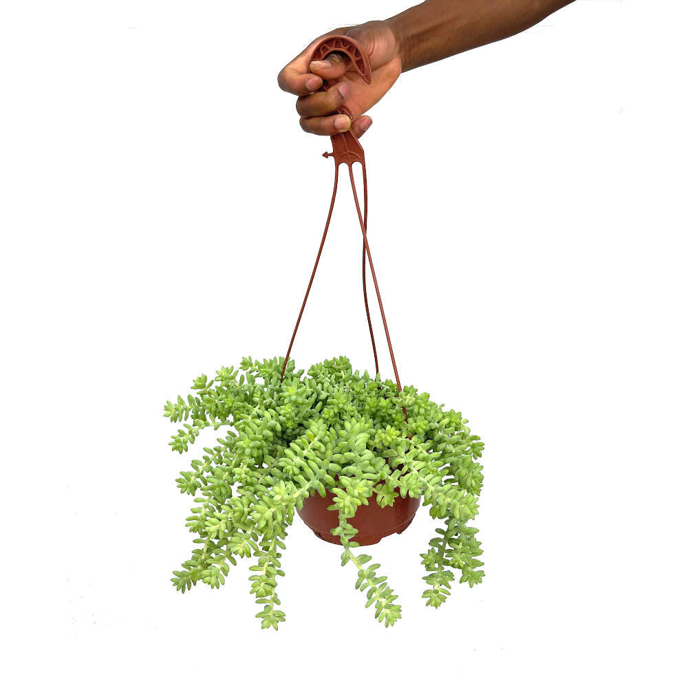 Sedum Morganianum M18_0