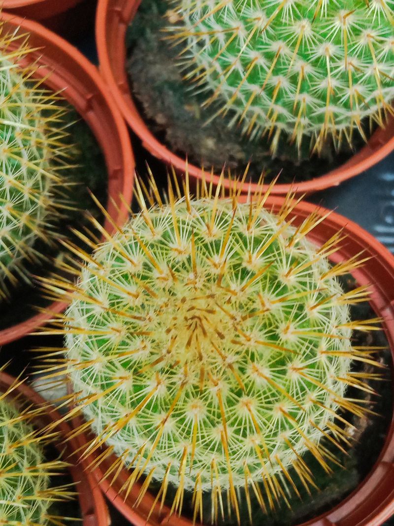 Cactus Mammillaria Eriacantha Planta Ø5_0