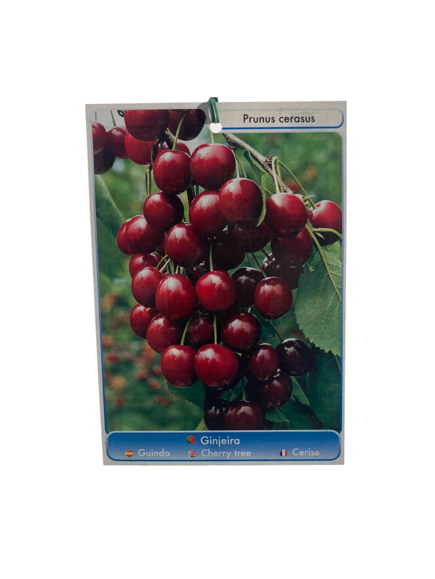 Frutal Guindo Cepellón 140 CM_1