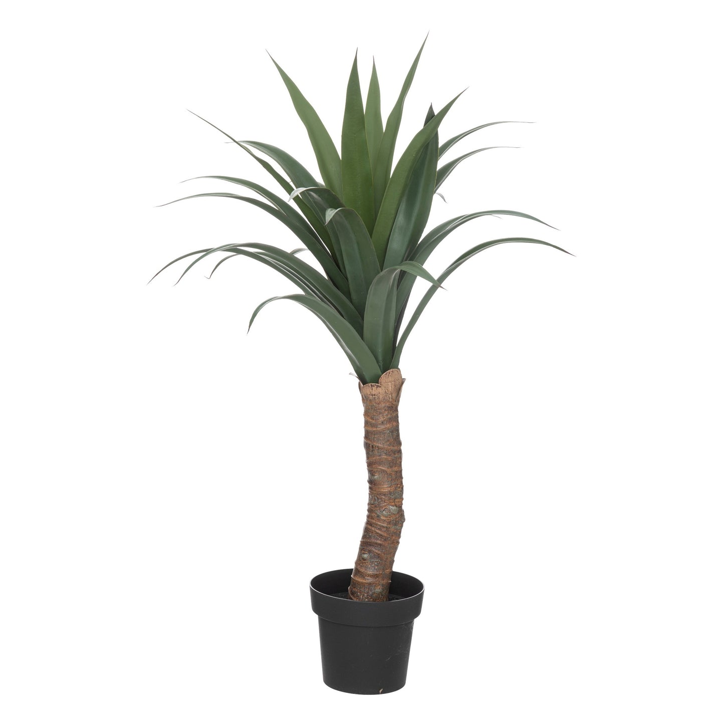 Yuca Palmera H110_0