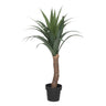 Yuca Palmera H110