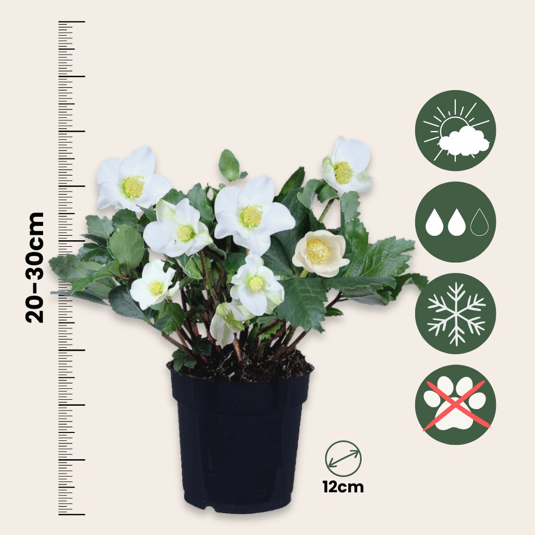 Eléboro - 6 Pzs - Helleborus Niger 'mont Blanc' - Altura 20-30cm - ⌀12cm_2