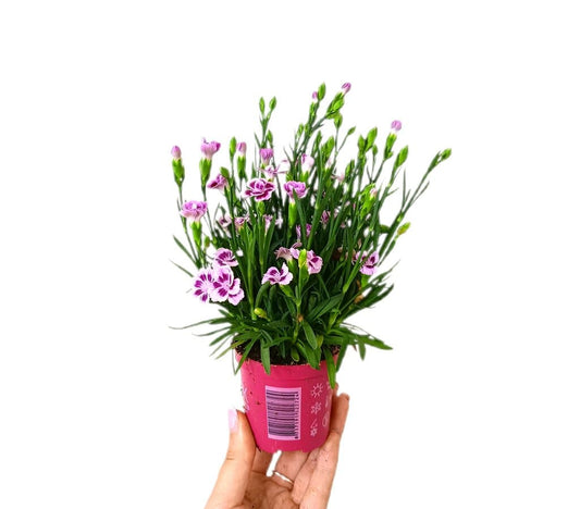 Clavel Pink Kisses M7_0
