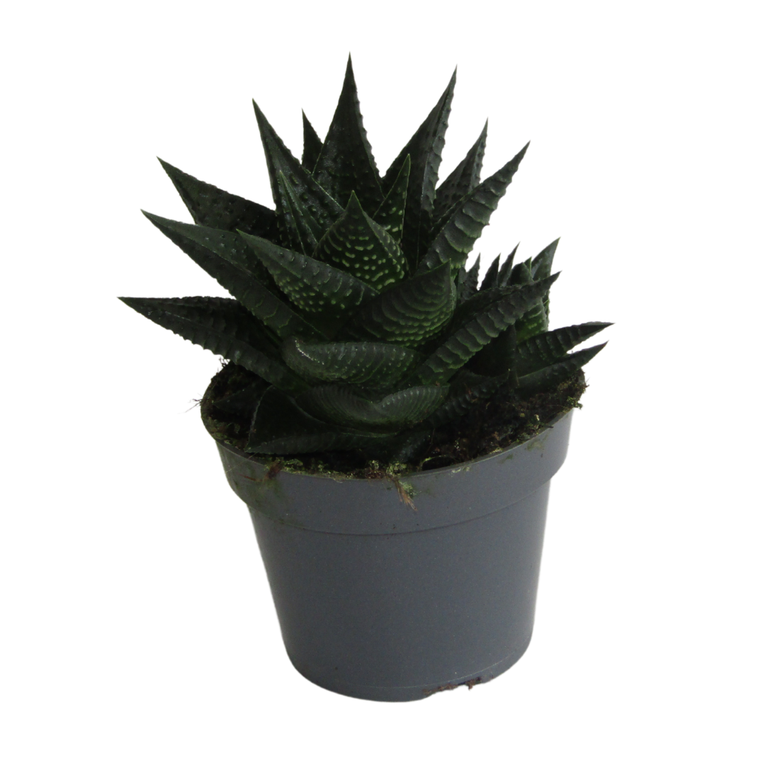 Haworthia Limifolia Suculenta Decorativa Para Interiores_0