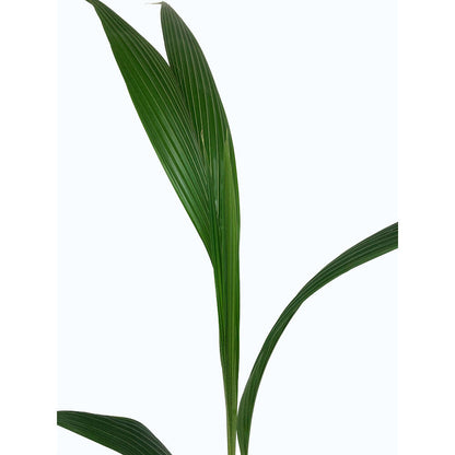Coco Nucifera M19 150cm_1