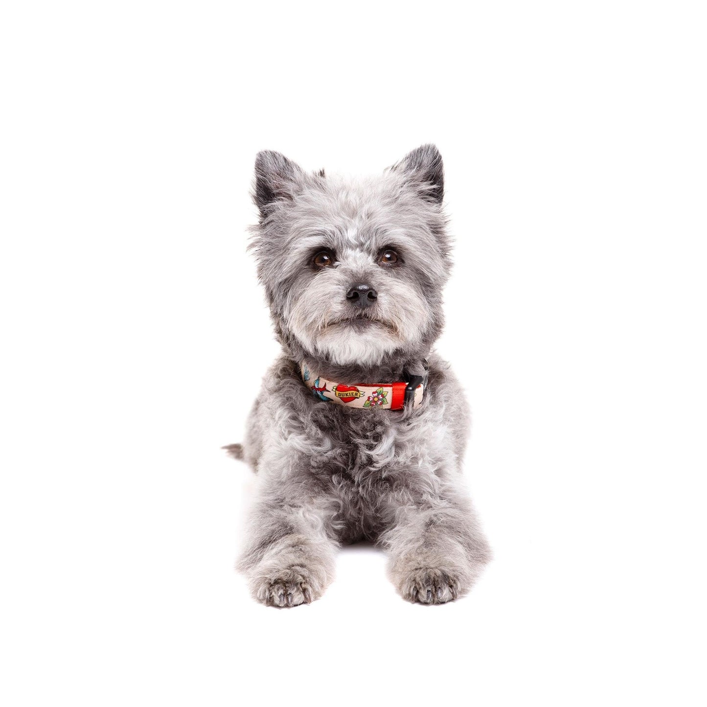 Coleira para cão Tattoo Dukier