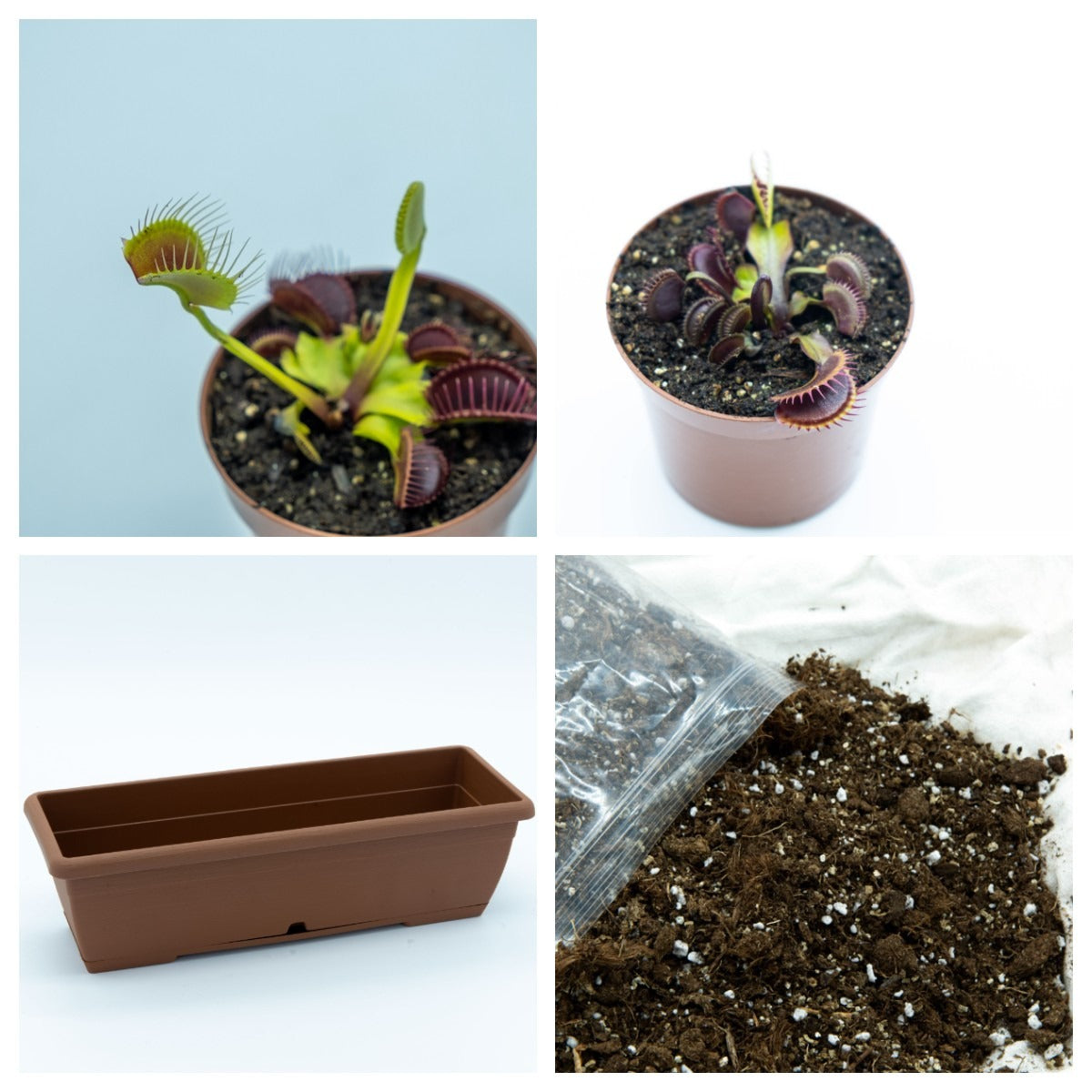 Vaso com plantas carnívoras Dionaeas Pack