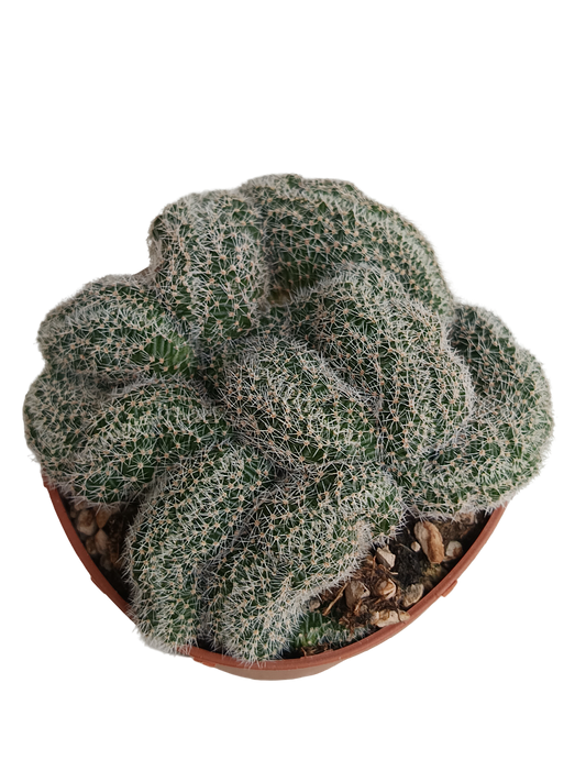 Lobivia Densispina Crestada Planta Cactus Ø8_0