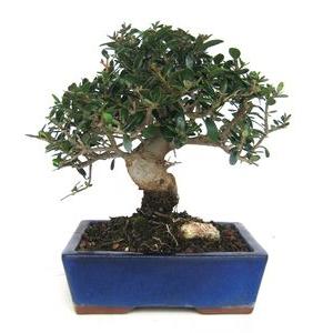 Bonsai Olea europaea sylvestris 9 anos ACEBUCHE